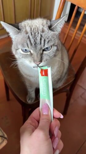 Cat interacts with tube while seated on chair in Mayma