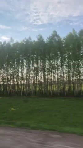 The camera appears to be mounted in a moving vehicle, capturing a roadside view.  Initially, a line of tall trees with thin white trunks is visible, backlit by a strong sun, creating a bright glare.  A grassy area is present between the trees and the road. As the vehicle moves forward, a puddle is briefly seen next to the road.  The view widens to show telephone poles and a road sign before revealing a gas station with the name "БАШНЕФТЬ" and a store labeled "продукты" (products) in Russian. Several cars are visible at the gas station. The sky is blue with scattered clouds.