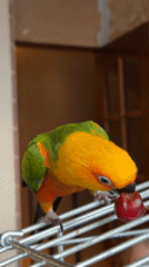 Colorful parrot enjoys red cherry snack on metal perch