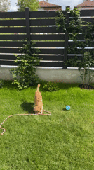 Woman plays with dog in Bulgarian backyard during afternoon