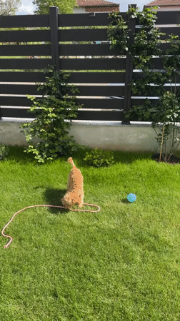 Woman plays with dog in Bulgarian backyard during afternoon
