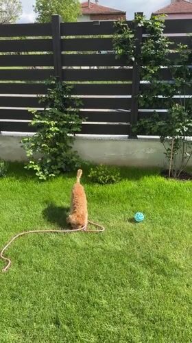 Woman plays with dog in Bulgarian backyard during afternoon