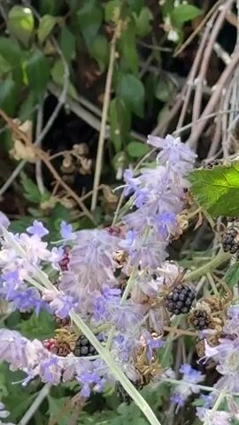 The video shows a close-up view of purple flowers with some dark berries, likely blackberries, interspersed. A bee is visible on one of the flower stalks, appearing to be collecting nectar or pollen. The background is filled with foliage and branches, suggesting an outdoor setting. The lighting is natural, and the focus is on the flowers and the bee.