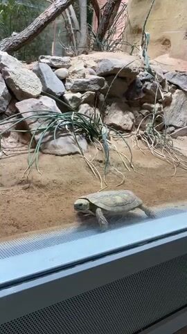 A slow-moving tortoise is seen in a zoo enclosure. The enclosure is designed to mimic a desert environment, with sand, rocks, and sparse vegetation. The tortoise is a light brown color with a patterned shell and is walking towards the camera. The enclosure has a glass front, through which the video is being filmed. The tortoise appears to be in good health and is calmly exploring its surroundings.