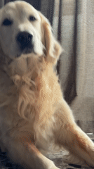 Golden retriever investigates camera while resting in Tbilisi home