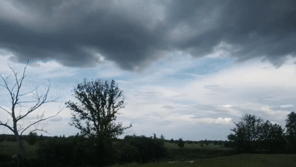 Sheep graze under dramatic skies in rural landscape observations