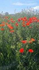 Spring poppy field documented in eastern Ukraine countryside