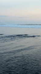 Witness documents quiet coastal morning with waves, beach, palm tree