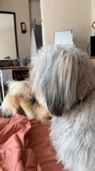 Two dogs meeting and sniffing on a pink bed in Bali