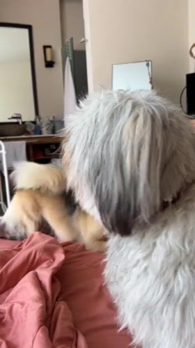 Two dogs meeting and sniffing on a pink bed in Bali
