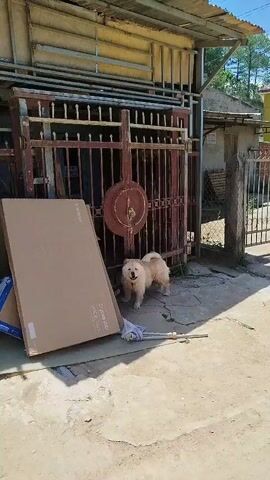 A light-colored chow chow dog stands on a paved surface in front of a rusty metal gate. The dog is chained by a thin metal chain. The gate is closed and has two large circular metal plates in the center. To the left of the gate, leaning against it, is a large cardboard box. In front of the dog, a purple and white striped cloth is on the ground next to a broom or mop. The background shows the building behind the gate, with corrugated metal roofing and some wooden structures. The lighting suggests it is daytime.