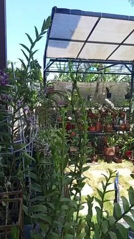 The video shows a garden scene. In the foreground, there are several large green leafy plants. Behind these, there is a structure with a white canopy supported by a metal frame. Underneath the canopy, there are numerous potted plants arranged on shelves. The ground is covered with patches of grass and square paving stones. To the right of the structure, a large tree with dense green foliage dominates the scene. The sky above is clear and blue. The overall impression is of a well-maintained garden.