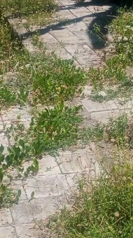 A shadow of a person appears to be walking across a paved walkway. The walkway is covered in weeds and overgrown plants. The shadow moves from the right side of the frame to the left side of the frame. The video is taken from a high angle looking down at the walkway.
