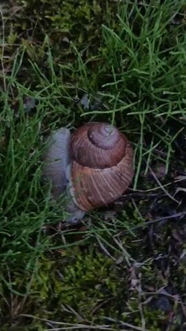 The video shows a snail moving through grass and moss. The snail is brown with a coiled shell. The grass is green and wet, and the moss is also green. The lighting is dim, suggesting it may be early morning or late evening, or overcast.