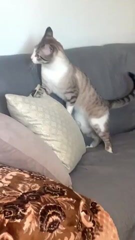 A tabby and white cat is playing on a grey couch. The cat is standing on its hind legs and batting at something in front of it. It then quickly moves its head and body, appearing to be in motion. The cat then falls over onto its side and lies on the couch.