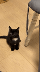 Black kitten plays with chair leg in New Westminster home