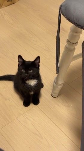 Black kitten plays with chair leg in New Westminster home