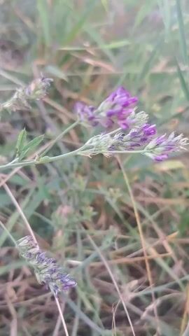 A close-up, static shot of a plant with small purple flowers against a blurred background of green and brown grass. The lighting suggests it may be dawn or dusk.