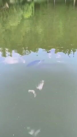 The video shows a view of a body of water, likely a lake or pond, with reflections of green trees and white clouds on its surface. Two large, dark fish are swimming just below the surface of the water, their shapes clearly visible. The water itself appears somewhat murky, with small particles visible throughout. In the foreground, the tips of some green grass or reeds are visible along the edge of the water. The overall scene suggests a natural, outdoor setting during the daytime, possibly a park or natural reserve. The reflections of the trees and sky indicate it's a clear day, though the water's murkiness might suggest it's not a pristine mountain spring. The activity depicted is simply the natural movement of the fish within their environment. There is no text visible in the video.