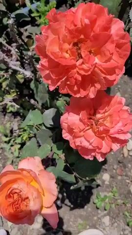 This video shows a close-up view of several coral-colored roses in what appears to be a garden. The roses are fully bloomed with many delicate petals. The background is blurred, but hints of green foliage and brown soil are visible. The lighting suggests it is daytime. The camera slowly pans down, revealing the different roses and their textured petals. The bottom of the frame shows a sliver of a person's foot wearing a sandal.