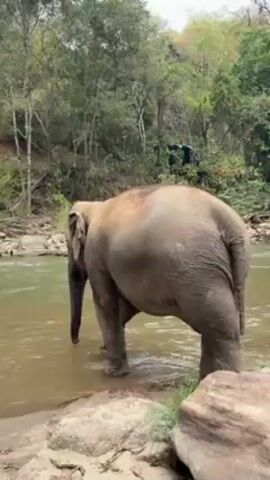 The video shows an elephant wading in a river. The elephant is facing away from the camera and standing in shallow water. The river is surrounded by lush green vegetation and trees. The elephant is gray and has wrinkled skin. There is a small rock on the shore in the bottom right corner of the frame. The sky is overcast.