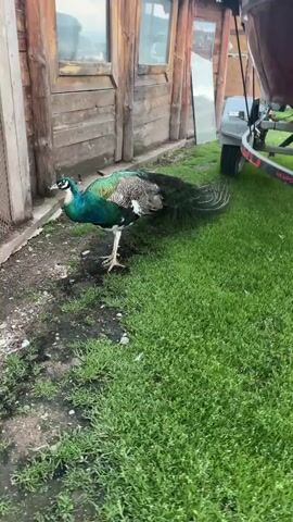 The video shows a peacock walking around a grassy area near a wooden building and a boat trailer. The peacock has a striking iridescent blue and green plumage on its neck and upper body. It initially stands near a patch of dirt next to the building, then struts across the grass towards the boat trailer. As it moves, the peacock shakes its head and body, causing its tail feathers to move. It then walks under the boat trailer.