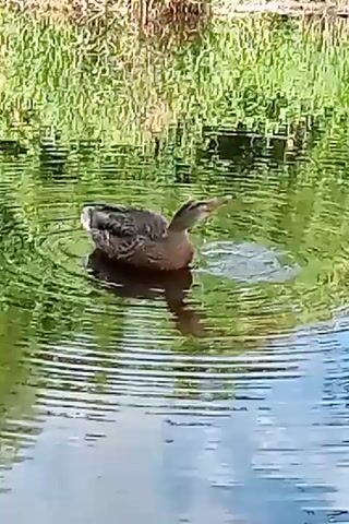 A mallard duck swims in calm, green water. The duck is mostly brown with some lighter markings on its back and tail. The duck is facing right and appears to be preening or adjusting its feathers. The water is reflecting the green reeds and grasses that line the bank in the background. The video is a close-up shot of the duck and its immediate surroundings.