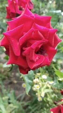 The video shows a close-up view of several red roses in a garden. The roses are in various stages of bloom, with some fully open and others still partially closed. The petals are a deep, velvety red and appear to be slightly damp, suggesting recent rain or dew. The roses are surrounded by lush green foliage and smaller white flowers, possibly daisies. The background is blurred, indicating a shallow depth of field, which keeps the focus on the roses. The lighting suggests it is daytime, likely outdoors in natural light. There are no people or animals visible in the video. The overall impression is one of natural beauty and tranquility.