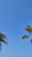 Morning paragliding session with colorful canopies descending over beachfront
