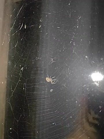 This is a close-up video of a spider in its web. The spider is small and light brown, and it is positioned in the center of the web. The web is intricate and appears to be made of fine silk threads. There are also a few small insects visible in the web, which the spider may have already captured or is waiting to capture. The background is dark and slightly out of focus, suggesting that the lighting conditions are dim. The overall impression is of a natural scene, highlighting the predatory behavior of the spider.