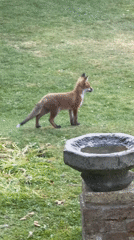 Young fox visits bird bath in London residential yard