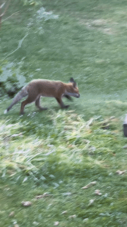 Young fox visits bird bath in London residential yard