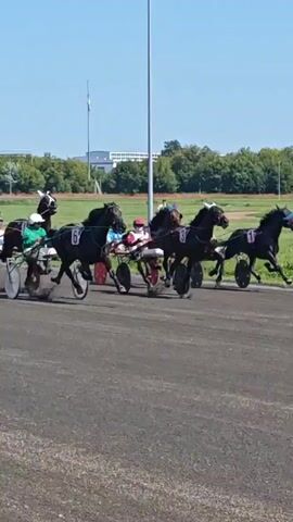 The video shows a horse race. Several horses, each pulling a sulky with a driver, are racing on a dirt track. The horses are dark-colored and appear to be in mid-stride, running at a fast pace. The drivers are wearing helmets and racing attire. In the background, there is a white van, trees, and buildings under a clear blue sky. The video is shot from a side-on perspective, following the horses as they race. Some of the horses have numbers visible on their harnesses.