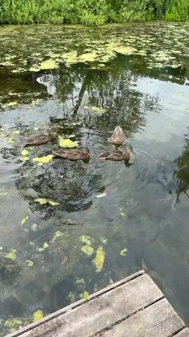 The video shows a body of water covered with green algae and duckweed. Several ducks are swimming in the water. In the foreground, there is a wooden dock. The ducks appear to be interacting with something in the water, possibly food, as they are splashing and diving. The water is murky and reflects the surrounding greenery and trees. The overall environment is natural and appears to be a pond or slow-moving river.