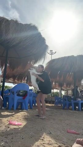The video shows a beach scene on a sunny day. A young woman, dressed in a dark, loose-fitting garment, is holding a small, white dog. She then puts the dog down. The beach is sandy and has several blue plastic chairs and tables under thatched umbrellas. Some people are sitting at the tables in the background. Pink and silver sandals are scattered on the sand. The sun is bright and high in the sky.