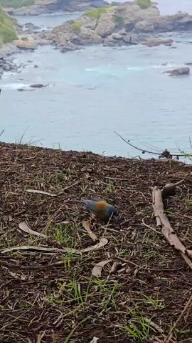 A small bird with gray, yellow, and black feathers pecks at the ground at the edge of a cliff. The ground is covered in brown leaves and small twigs. Beyond the cliff is a rocky coastline and the ocean. The water is choppy and gray, and there are several small islands in the distance. The sky is overcast.