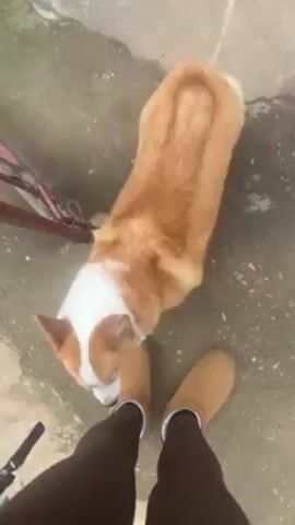 A medium shot, taken from above, shows an orange and white corgi dog on a gray concrete surface next to a person wearing black leggings and tan Ugg boots. A second person wearing gray and white sneakers is visible at the edge of the frame. A partial bicycle frame is visible to the left. The dog looks up briefly, moves slightly, then looks down again. The person in Uggs remains still.