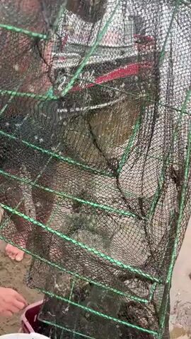 The video shows a person holding a large, dark mesh net filled with what appears to be crayfish. The net is being tilted over a white bucket that is already filled with crayfish. Another person, partially visible with bare feet, stands to the left of the frame. A pink plastic crate filled with crayfish is also present on the right side of the frame. The ground appears to be sandy and wet, suggesting an outdoor environment, possibly near a body of water. The lighting is somewhat dim, indicating it may be overcast or late in the day.