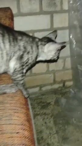 A grey tabby cat is shown in a dimly lit, dusty, and cluttered room. The cat is standing on an orange cushioned surface and is looking towards a brick wall. It then turns and crouches down, sniffing at the ground near the wall. The camera pans to reveal a small, wobbly table with a white bowl on it, placed near the wall. The room appears to be an unfinished or storage area, with plastic sheeting and black trash bags visible. The lighting is poor, suggesting it may be nighttime or the room is not well-lit.