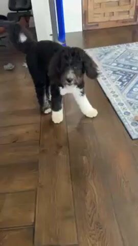 A short video shows a black and white Bernedoodle dog standing on a wood floor indoors. The dog walks toward the camera. A blue and white Dyson fan and a blue and white rug are visible in the background. Also present in the background are a wooden cabinet and a black chair.
