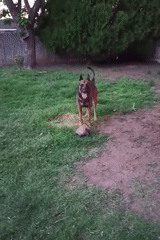 German Shepherd mix winds down a July evening in Amarillo
