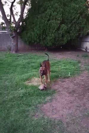 German Shepherd mix winds down a July evening in Amarillo