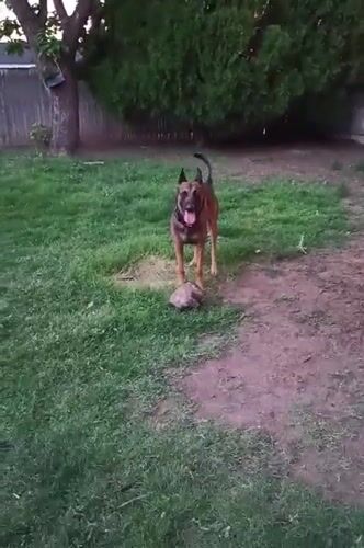 German Shepherd mix winds down a July evening in Amarillo