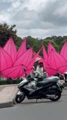 Pink lotus flower display attracts pedestrians in Da Lat