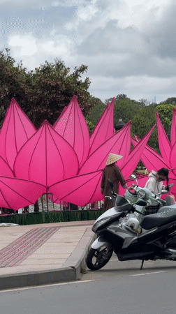 Pink lotus flower display attracts pedestrians in Da Lat