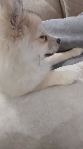 A close-up video shows a small, light-colored dog lying on a pillow on a couch. The dog has a pointed snout and a fluffy coat. It is mostly white, with hints of tan or beige on its ears and around its face. The dog is initially lying in profile, looking to the right of the frame. A hand briefly enters the bottom left corner of the frame. The dog then lowers its head slightly, and finally looks up directly at the camera. The dog shifts its body as it looks up. The couch has multiple pillows and cushions in varying shades of beige and gray. The environment is indoors.
