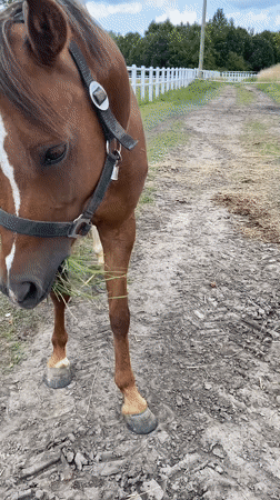 Horses and snails on a slow morning in Buk, Poland