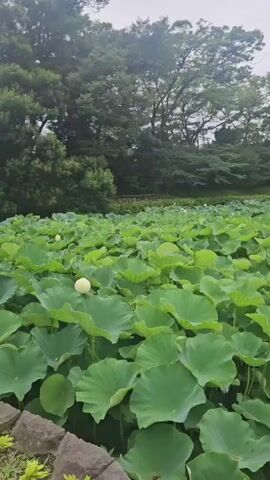A scenic video showcases a tranquil pond filled with lush green lily pads and a few white lotus flowers. The camera pans across the water, revealing a dense collection of these aquatic plants, creating a vibrant, natural tapestry. In the background, a modern building with a white facade and large windows is partially visible, nestled amongst a dense forest of trees. The overcast sky suggests a calm, perhaps slightly humid, day, contributing to the serene atmosphere of the location. The video transitions smoothly, offering a panoramic view of the pond and its surroundings.