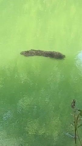 A long, dark object is submerged in bright green water. The object appears to be a thick clump of vegetation or debris, resting horizontally in the water. The water is still, with slight ripples on the surface. The surrounding environment is out of focus, but appears to be natural with some green foliage visible in the lower right corner.