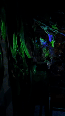 Indoor garden space observed under colorful artificial lighting